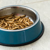 Understanding Why There Are Maggots in My Dog's Water Bowl