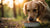 Understanding Why Won't My Dog Eat Food? Common Reasons and Solutions