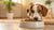 Understanding Why Won't My Dog Eat His Dry Food: A Comprehensive Guide