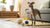 Understanding Why Won't My Dog Eat Kibble: Insights and Solutions