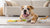 Understanding Why Won't My Dog Eat Wet Food: Insights and Solutions for Concerned Pet Owners