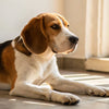 Understanding Why Won't My Dog Put Weight on Her Back Leg?