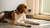 Understanding Why Won't My Dog Put Weight on Her Back Leg?