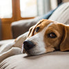 Understanding Why Won't My Dog Put Weight on His Front Leg: A Comprehensive Guide for Pet Owners