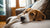 Understanding Why Won't My Dog Put Weight on His Front Leg: A Comprehensive Guide for Pet Owners