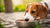 Understanding Why Won't My Dogs Eat Their Food: A Comprehensive Guide-140405899503