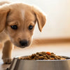 Understanding Why Won't My Puppy Eat Dog Food: Causes and Solutions