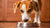 Understanding Why Your Dog Does Not Eat Food: Common Causes and Solutions-140137627887