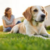 Understanding Why Your Dog is Losing Weight but Still Eating