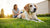 Understanding Why Your Dog is Losing Weight but Still Eating