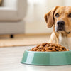 Understanding Why Your Dog Is Not Eating Dog Food: A Comprehensive Guide