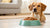 Understanding Why Your Dog Is Not Eating Dog Food: A Comprehensive Guide