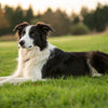 Understanding Why Your Dog Is Not Losing Weight on a Diet