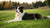 Understanding Why Your Dog Is Not Losing Weight on a Diet