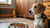 Understanding Why Your Dog Isn't Eating Food: Common Causes and Solutions
