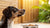 Understanding Why Your Dog Might Not Eat Food-140219089135