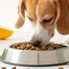 Understanding Why Your Dog Takes Food Out of Their Bowl