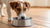 Understanding Why Your Dog Won’t Drink from His Water Bowl: Tips for Concerned Pet Owners