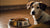 Understanding Why Your Dog Won't Eat Dog Food Anymore