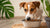 Understanding Why Your Dog Won't Eat Food: Insights and Solutions-140139593967