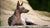 Understanding Xoloitzcuintli Health Problems: A Comprehensive Guide for Pet Owners