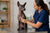 Understanding Xoloitzcuintli Health Problems and Care
