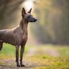 Understanding Xoloitzcuintli Personality Traits: A Comprehensive Guide for Potential Owners