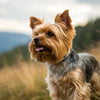 Understanding Yorkshire Terrier Health Problems: A Comprehensive Guide for Pet Owners
