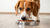 Understanding Your Dog's Behavior: Why Does My Dog Nudge Her Food Bowl?