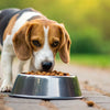 Understanding Your Dog's Behavior: Why Does My Dog Push His Food Bowl Around?