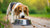 Understanding Your Dog's Behavior: Why Does My Dog Push His Food Bowl Around?