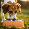 Understanding Your Dog's Behavior: Why Is My Dog Peeing in His Water Bowl?