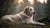 Understanding Your Dog's Digestion: How Long Does Dog Digestion Take?