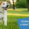 Understanding Your Dog's Ideal Weight: A Comprehensive Guide
