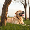Understanding Your Dog's Panting: Is My Dog Panting Too Much After Exercise?