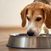 Understanding Your Dog's Quirky Behavior: Why Does My Dog Paw at Her Water Bowl?
