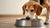 Understanding Your Dog's Quirky Behavior: Why Does My Dog Paw at Her Water Bowl?