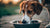 Understanding Your Dog: Why Does My Dog Dig in His Water Bowl?-140793151727