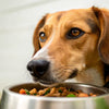 Understanding Your Dog: Why Does My Dog Nudge His Food Bowl?