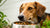 Understanding Your Dog: Why Does My Dog Nudge His Food Bowl?