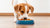 Understanding Your Dog: Why Does My Dog Scoot His Food Bowl?