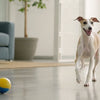Unpacking Akita Personality Traits: A Comprehensive Guide for Prospective Owners