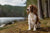 Welsh Springer Spaniel Personality Traits and Temperament