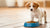 What Age Can a Puppy Eat Dog Food? Understanding the Transition to Adult Nutrition