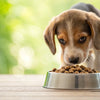 What Age Can a Puppy Eat Regular Dog Food? A Comprehensive Guide to Your Pup’s Dietary Transition