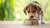 What Age Can a Puppy Eat Regular Dog Food? A Comprehensive Guide to Your Pup’s Dietary Transition