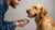 What Age Can Dogs Eat Adult Food? A Comprehensive Guide for Pet Owners