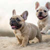 What Age Can Dogs Eat Dry Food? A Comprehensive Guide for New Puppy Owners
