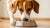 What Age Can Dogs Eat Regular Food? A Comprehensive Guide for Pet Parents-140213059823