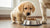 What Age Can Dogs Eat Wet Food? A Comprehensive Guide for New Puppy Parents